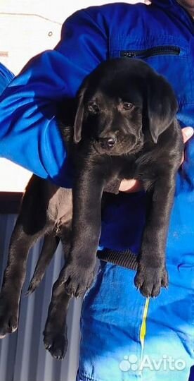 Щенок лабрадора черные мальчик