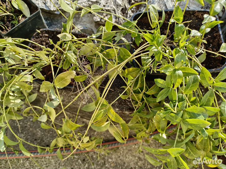 Барвинок малый