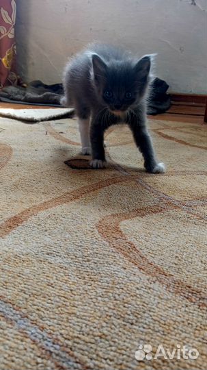 Отдам котят