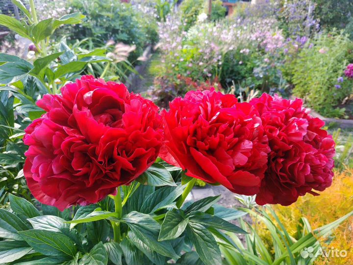 Пионы шикарных сортов