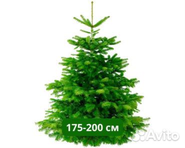 Сосна 1,5м - 2м оптом и в розницу