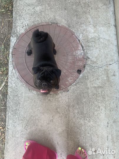 Черный мопс