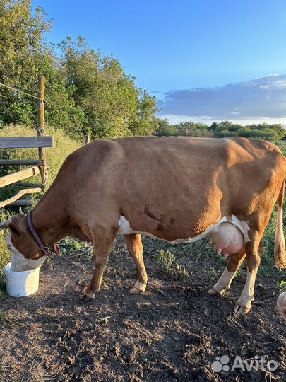 Корова стельная и телка