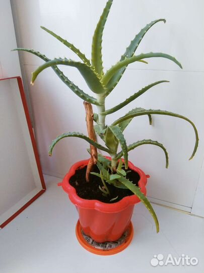 Алоэ(столетник)