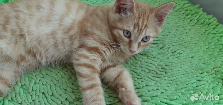 Рыжий котенок в добрые руки