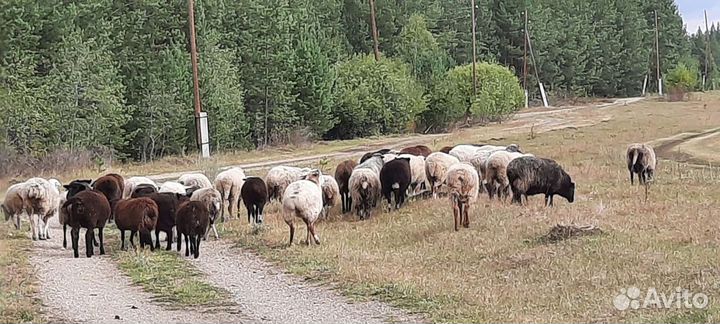 Овцы бараны