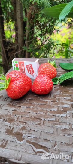 Рассада клубники клери