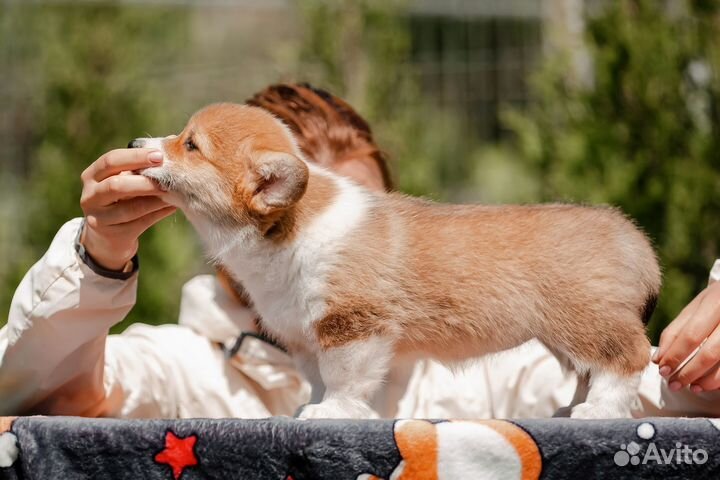 Щенки вельш корги пемброк