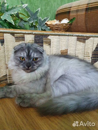 Кошка в дар