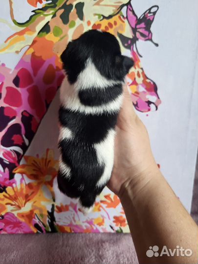 Чихухаа мини