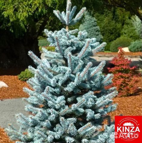 Голубая ель для сада с доставкой