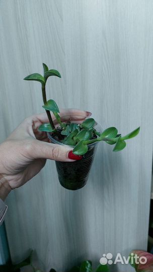 Бегония и другие