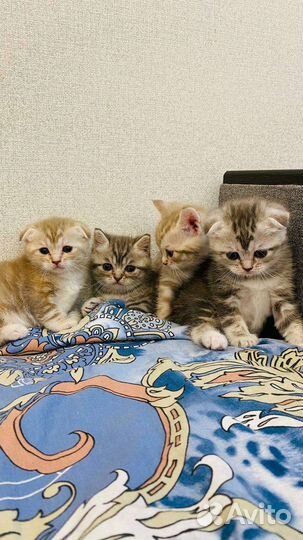 Миленькие котята