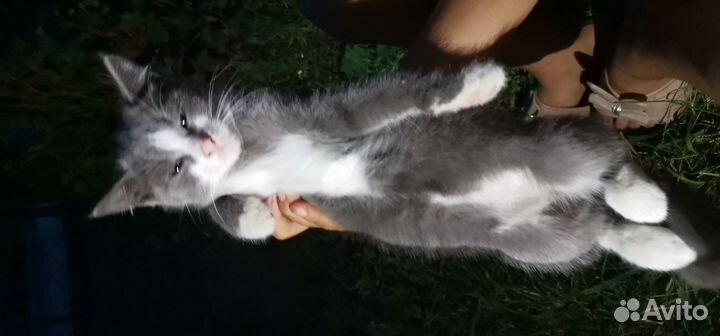 Продаю котёнка