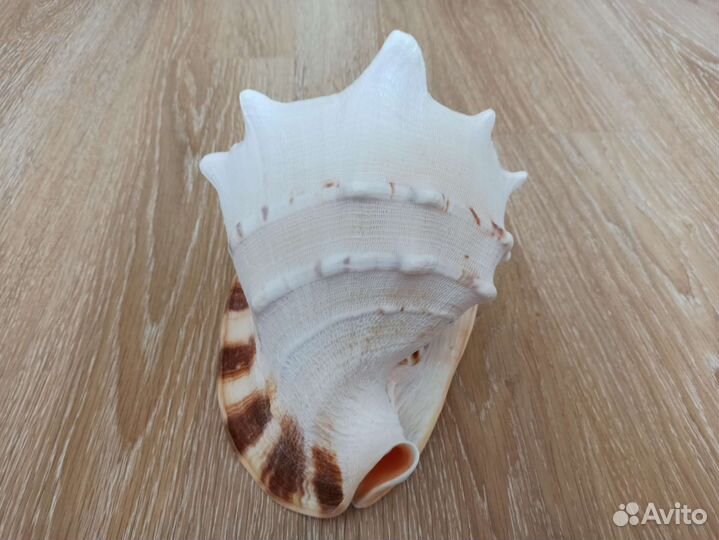 Морская раковина