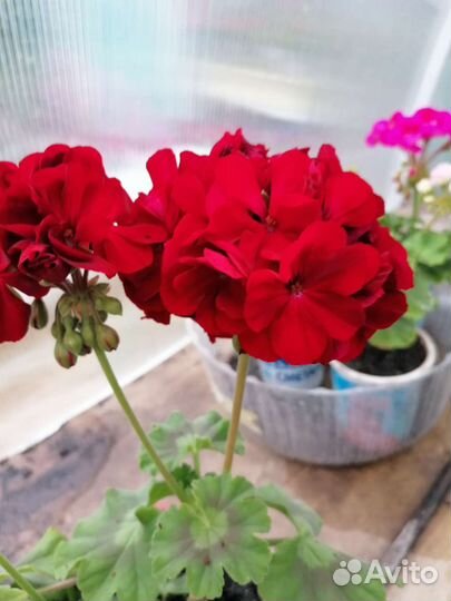 Пеларгония герань