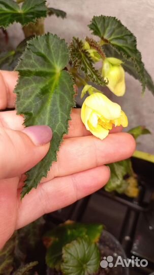 Бегония ампельная