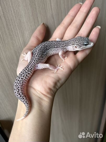 Эублефар Total Eclipse