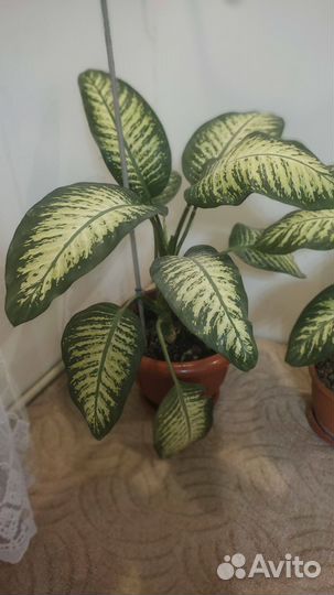 Продам цветы комнатные