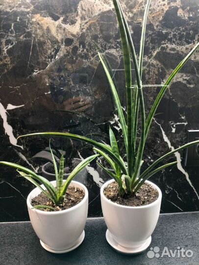 Сансевиерия Фернвуд Панк