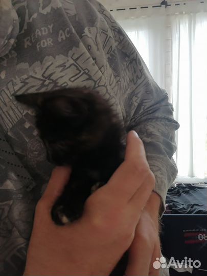 Отдам в добрые руки котёнка