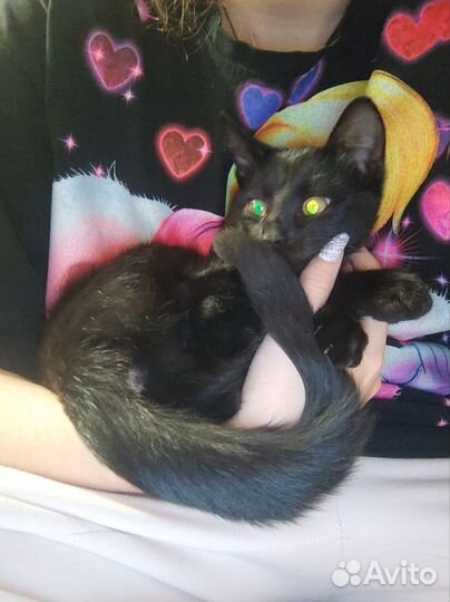 Чёрный котик