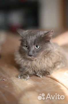 Кот в добрые руки