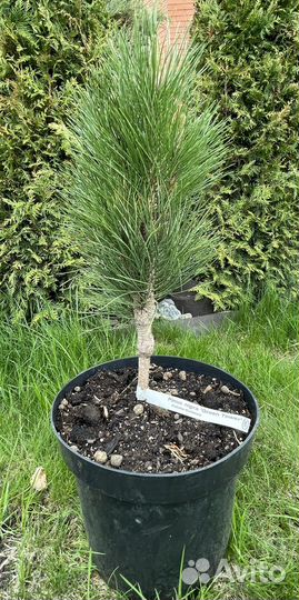 Сосна черная Green Tower