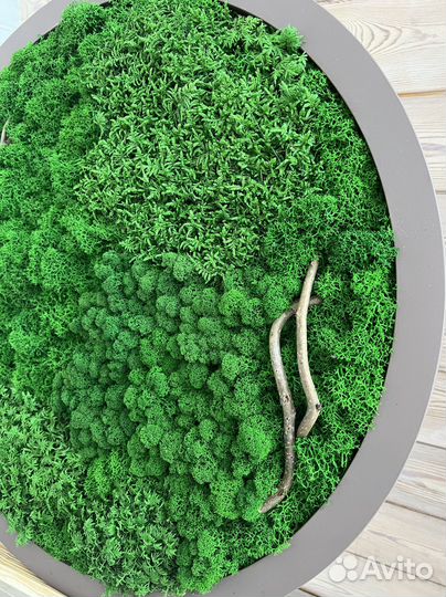 Панно из стабилизированного мха