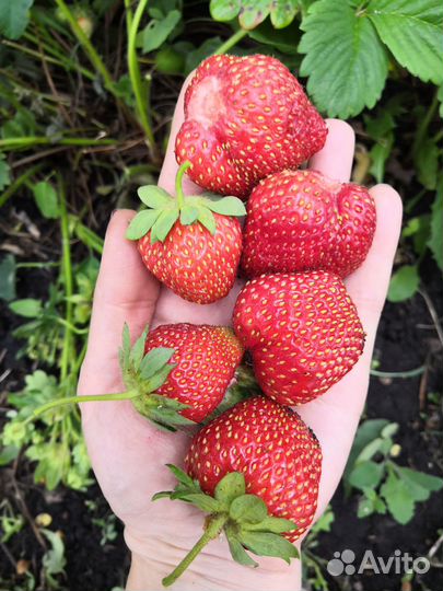 Рассада клубники Лорд и Фестивальная