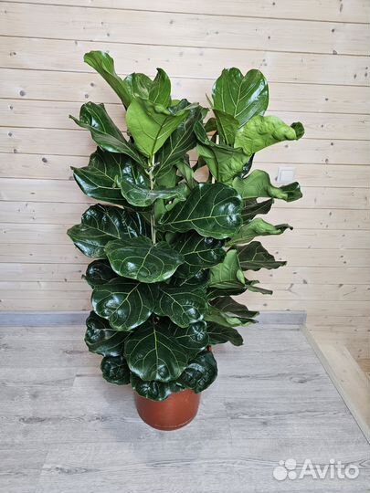 Фикус Лирата/Лировидный 3ствола