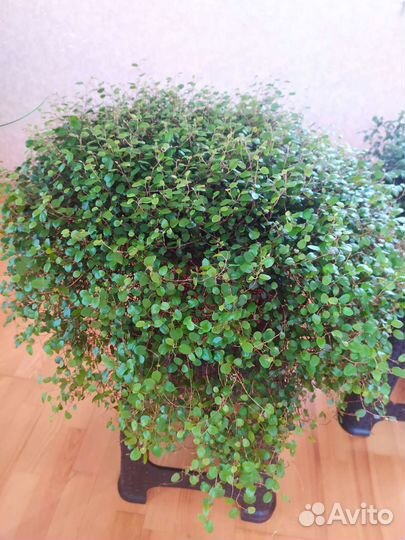 Мюленбекия