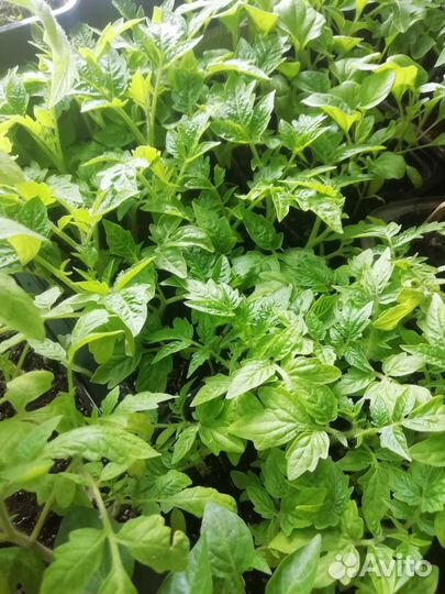 Рассада томатов