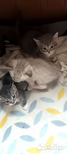 Вислоухие котята