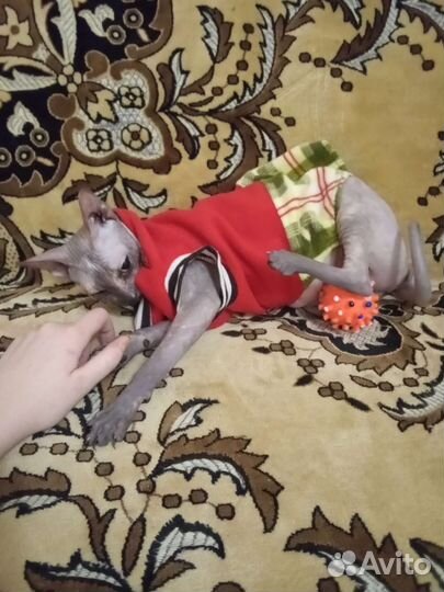 Кошки донской сфинкс