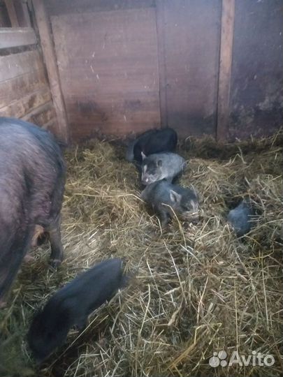 Вьетнамские поросята