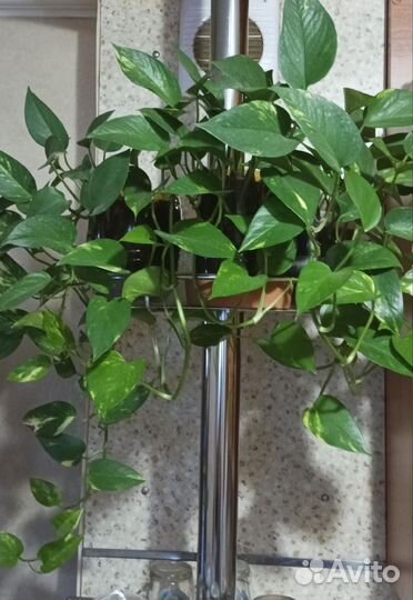 Эпипремнум золотистый