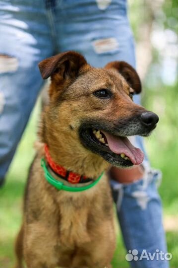 Собака из приюта в добрые руки бесплатно
