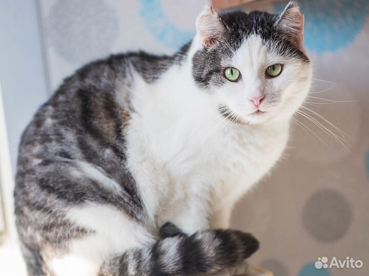 Кот Эльфик в дар