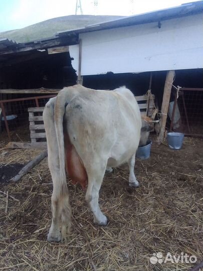 Корова дойная с теленком