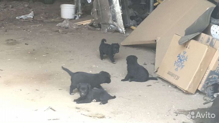 Собаки бесплатно в добрые руки щенки