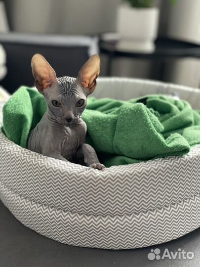 Донской сфинкс