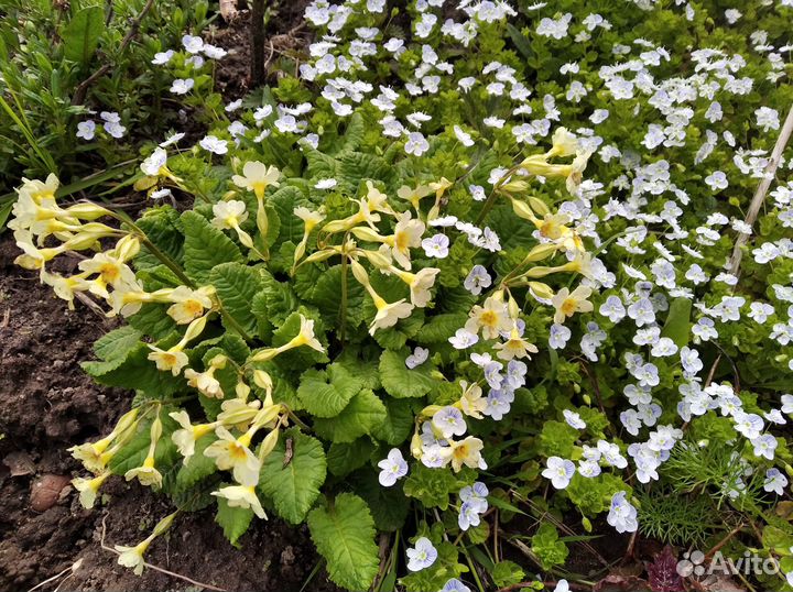 Первоцветы