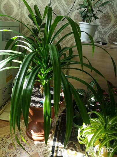 Пальма Панданус