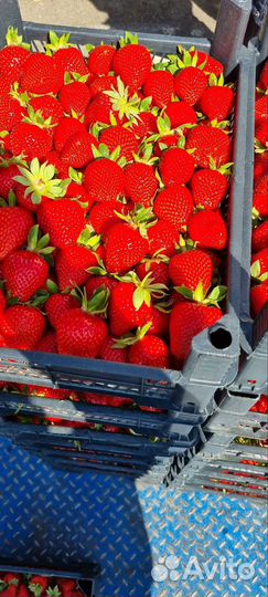 Клубника из Кубани вкус огонь доставка до дверей