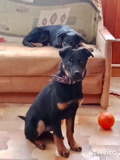 Ягдтерьер(метис)