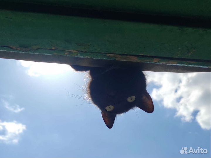 Котик в добрые руки