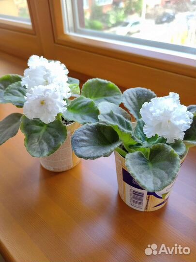 Фиалки цветущие