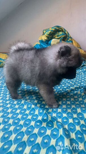 Щеночки вольфшпиц кеесхонд