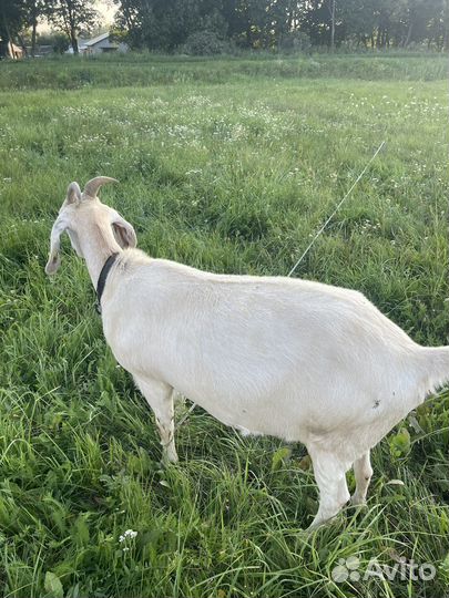 Нубийские козы